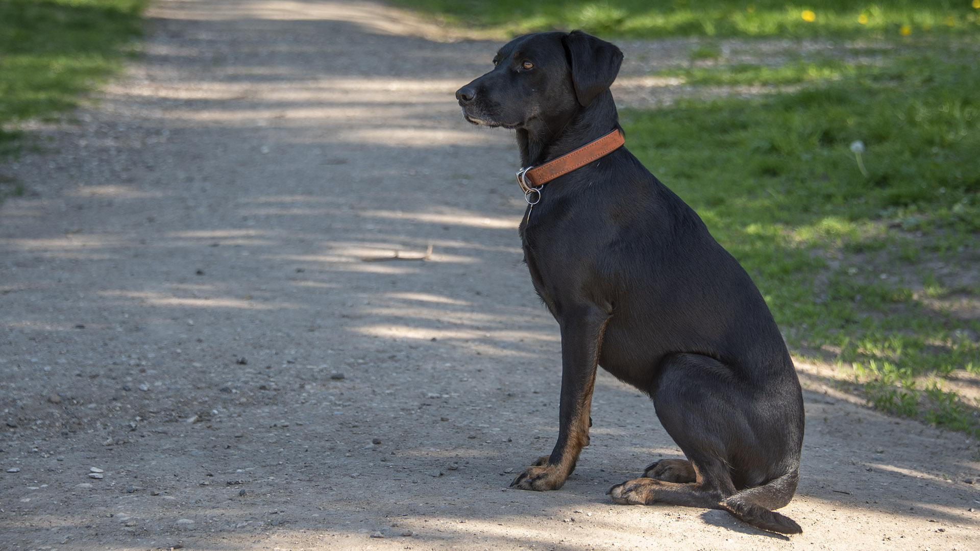 20220508-Hunde-258